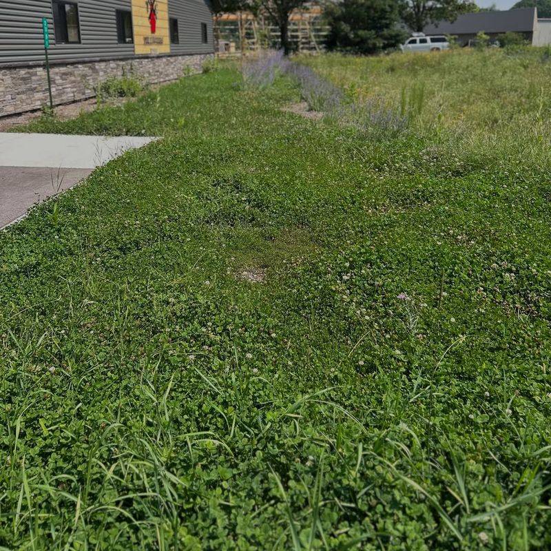 Tall Grass And Unmown Lawns