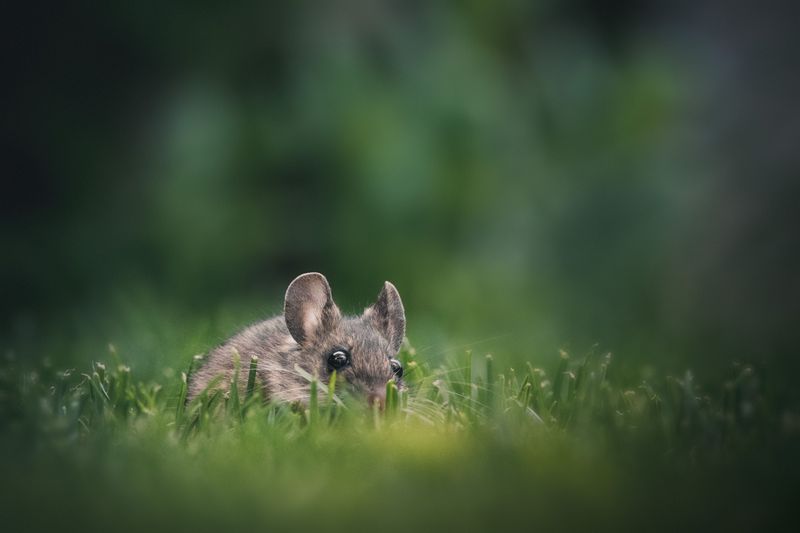 Tall Grass Gives Rodents A Place To Hide Tall Grass Gives Rodents A Place To Hide