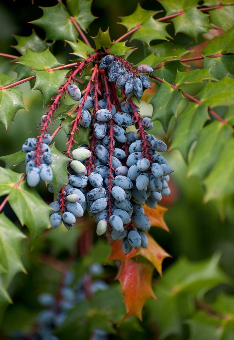 Tall Oregon Grape Adds Spiny Evergreen Privacy Tall Oregon Grape Adds Spiny Evergreen Privacy