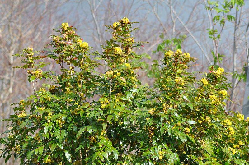 Tall Oregon Grape Adds Structure Without The Baggage Tall Oregon Grape Adds Structure Without The Baggage