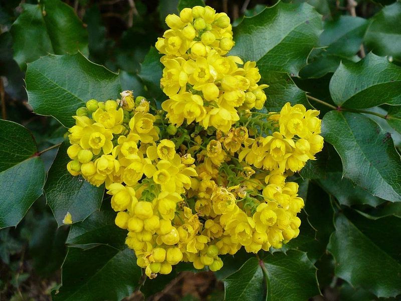 Tall Oregon Grape Blocks Gaps With Spiny Leaves