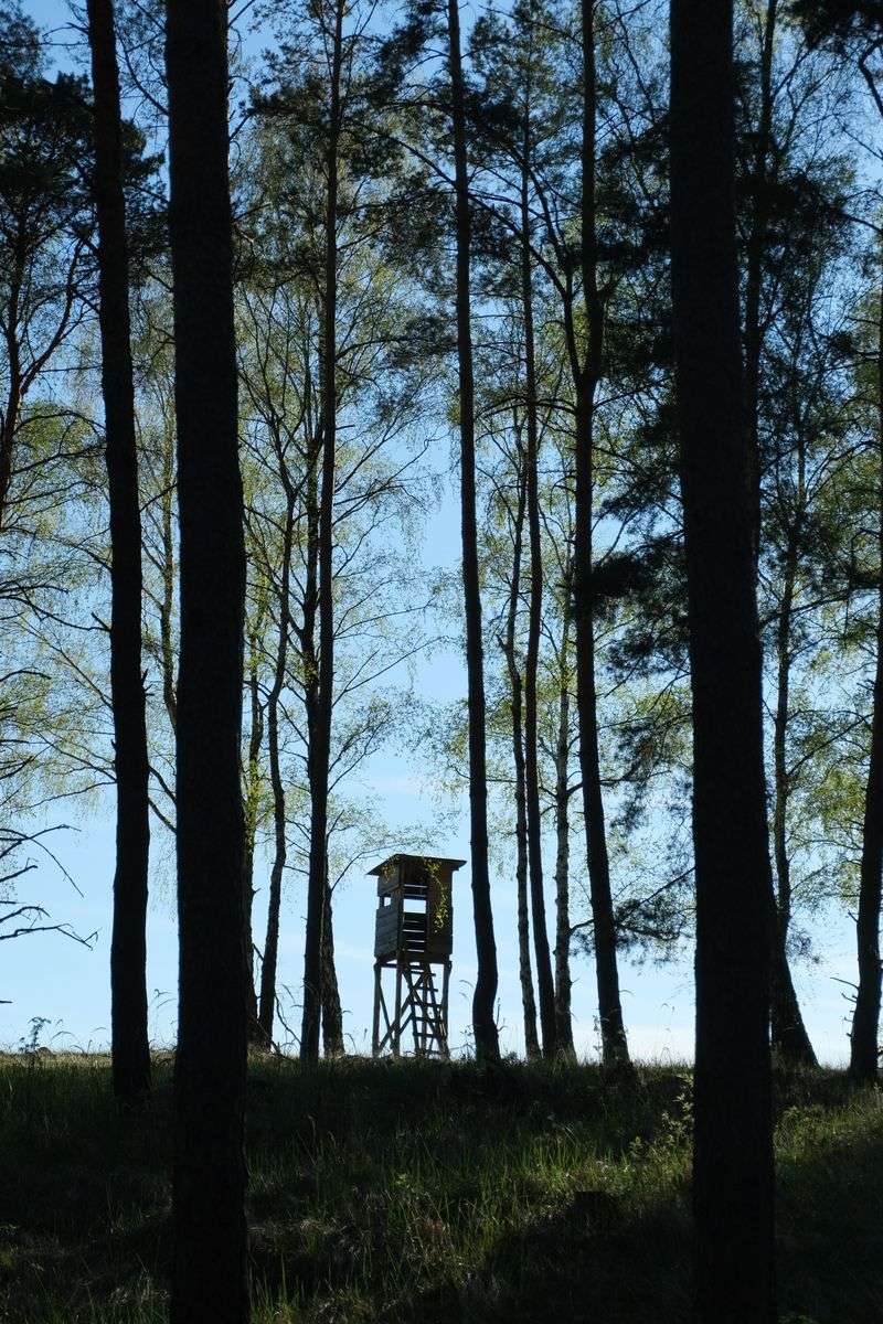 Tall Perch Trees Or Structures Are Nearby Tall Perch Trees Or Structures Are Nearby