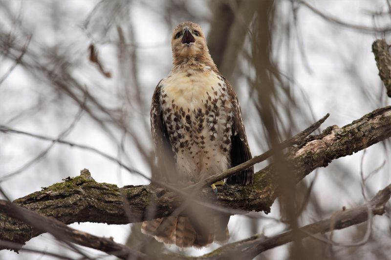 Tall Perches Nearby Make Ideal Hunting Posts Tall Perches Nearby Make Ideal Hunting Posts