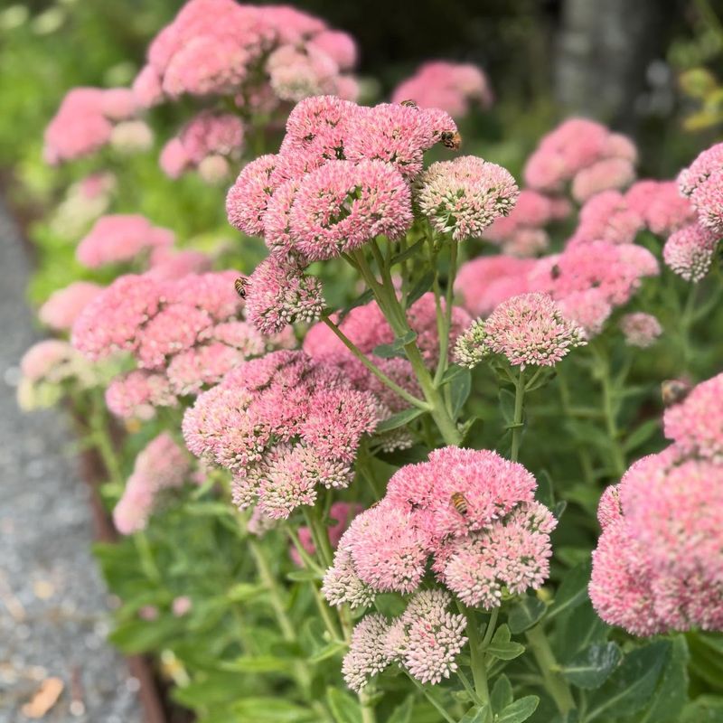 Tall Sedum Holds Up Better In Fall Tall Sedum Holds Up Better In Fall