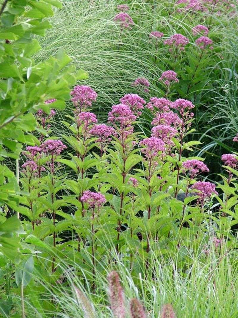 Tall Stems Add Garden Drama Tall Stems Add Garden Drama