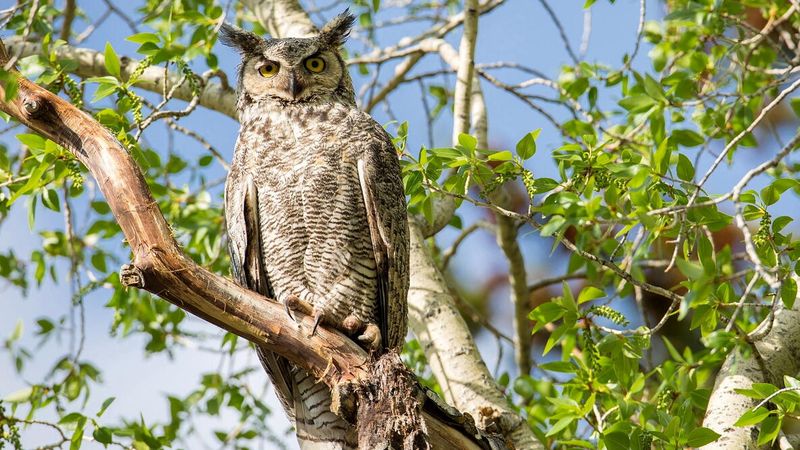 Tall Trees Give Owls The Perches They Need