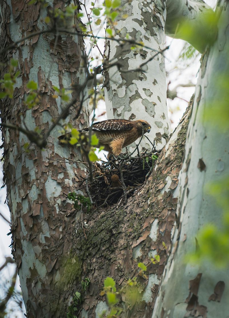 Tall Trees Or Structures Make Perfect Nest Sites