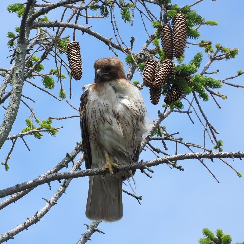 Tall Trees That Give Hawks A Clear Perch