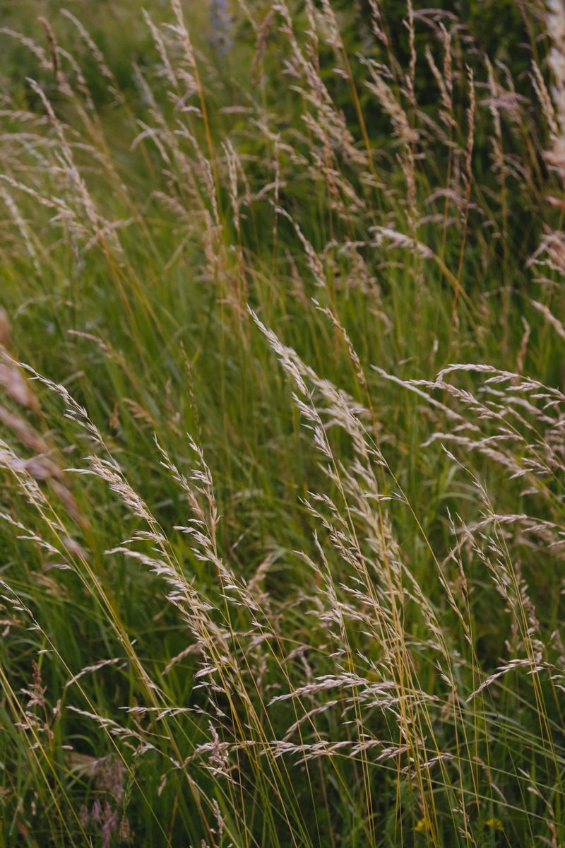 Tall, Unmowed Grass Lets Ticks Reach Passing Hosts Tall, Unmowed Grass Lets Ticks Reach Passing Hosts