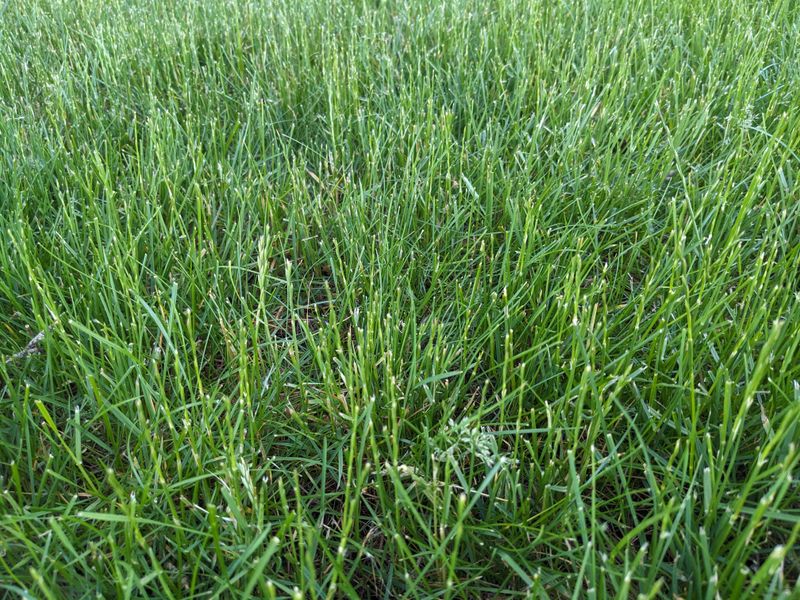 Taller Grass Can Create Safer Firefly Resting Spots Taller Grass Can Create Safer Firefly Resting Spots