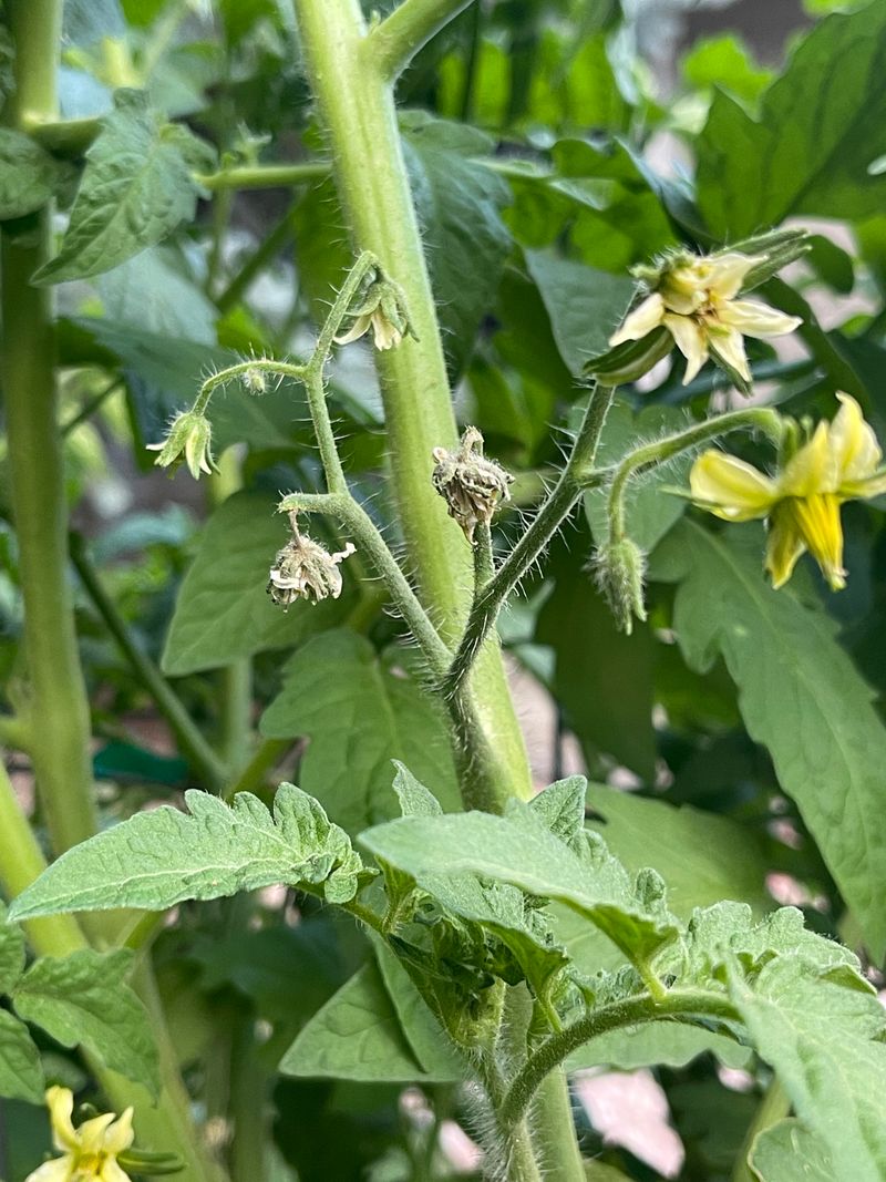 Tap Flower Clusters Gently Tap Flower Clusters Gently