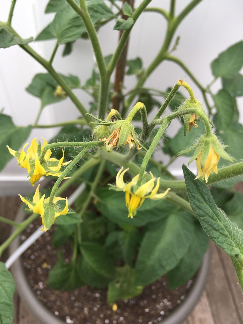 Tap Flower Clusters Gently