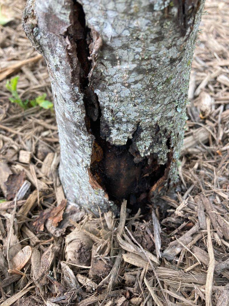 Target Fire Blight Entry Points Target Fire Blight Entry Points