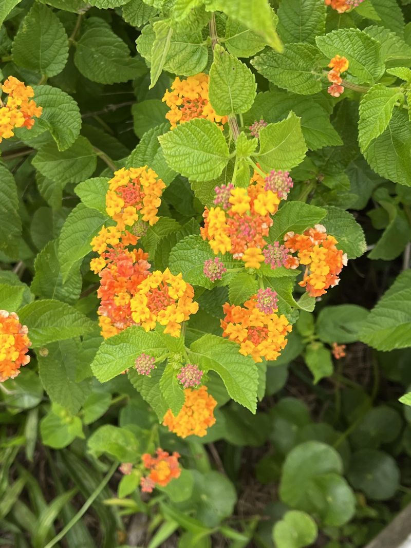 Targeted Care Protects Pollinators