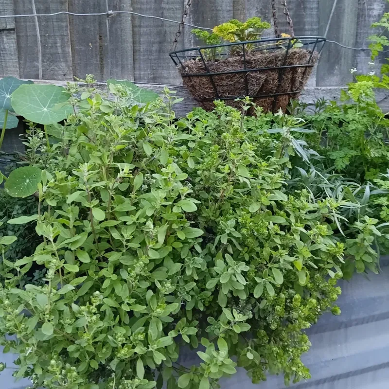 Tarragon And Parsley Appreciate Similar Watering Needs