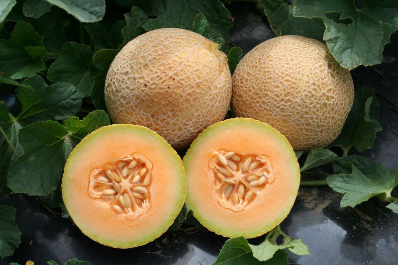 Tasty Bites Melon 