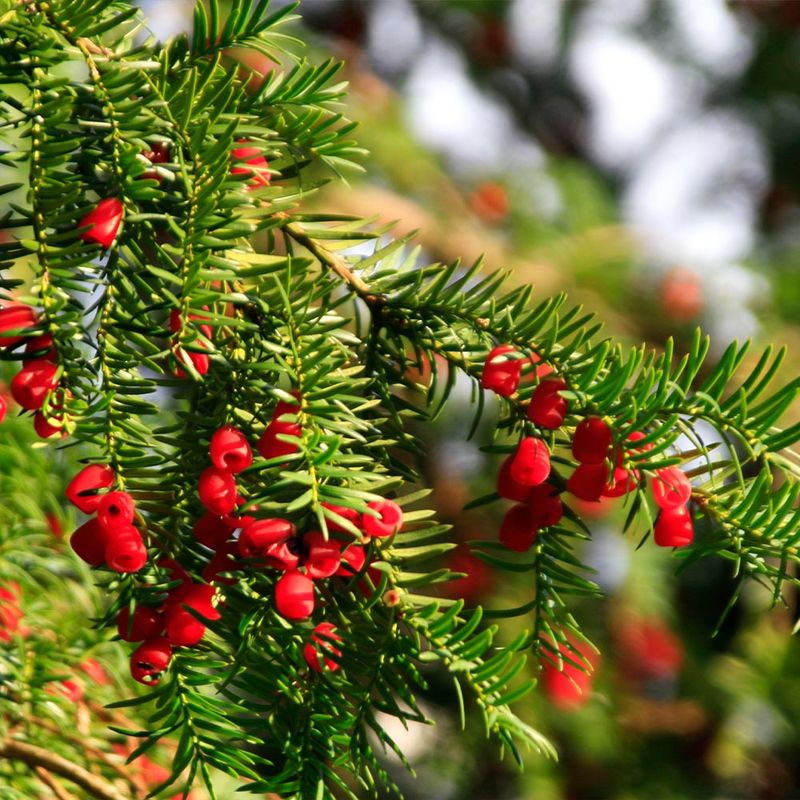 Taxus Gives Michigan Landscapes A Classic Evergreen Feel Taxus Gives Michigan Landscapes A Classic Evergreen Feel