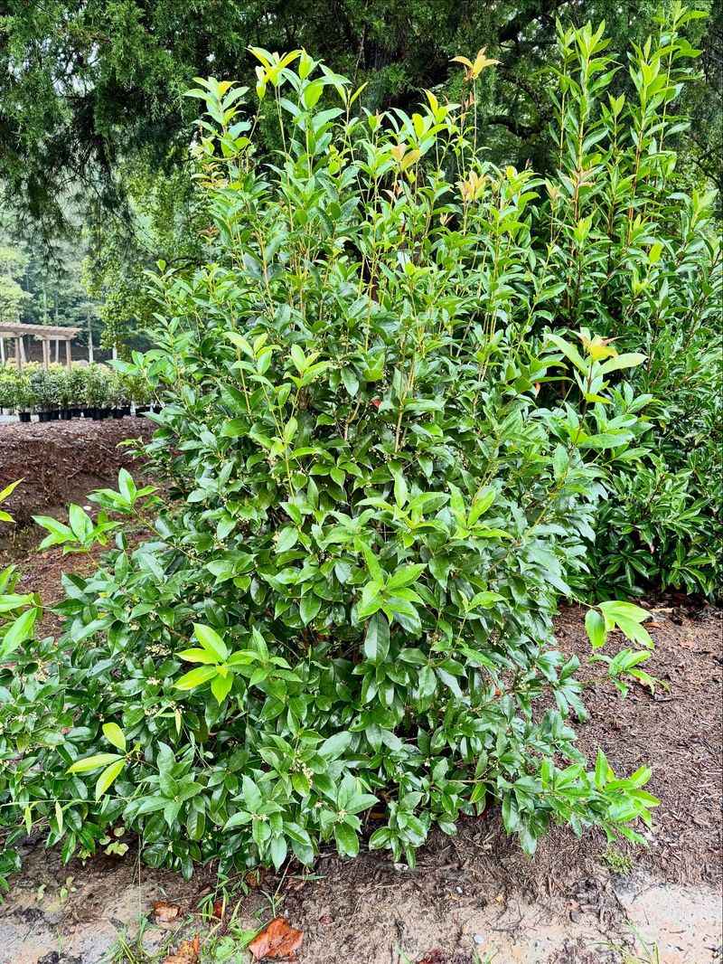 Tea Olive Combines Fragrance With Lasting Coverage