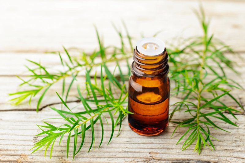 Tea Tree Oil (Melaleuca Alternifolia)