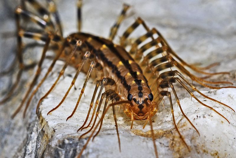 Telling A House Centipede Apart From Other Multi-Legged Pests