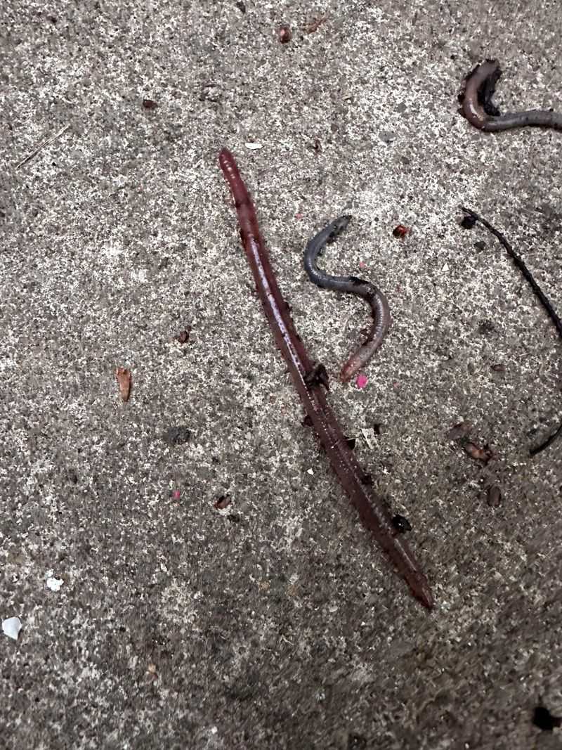Telling Jumping Worms Apart From Common Earthworms Telling Jumping Worms Apart From Common Earthworms
