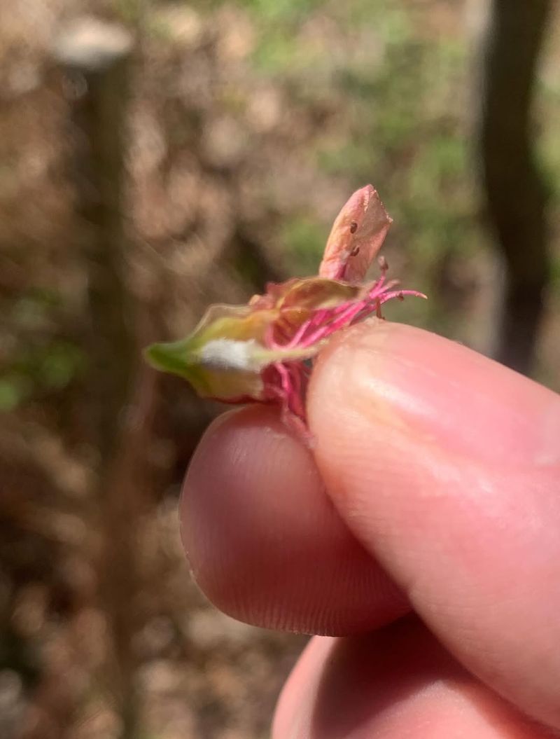 Temperature Swings Confuse Flower Buds Into Dropping Early