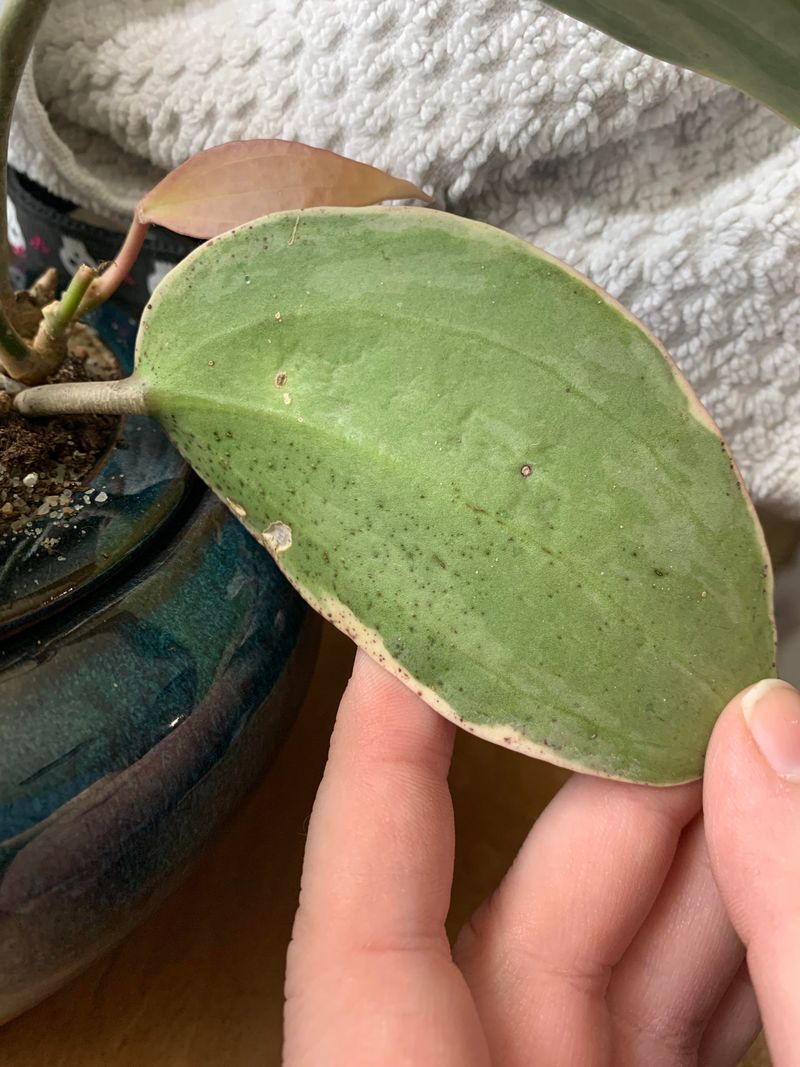 Tender Leaves Show Thrips First