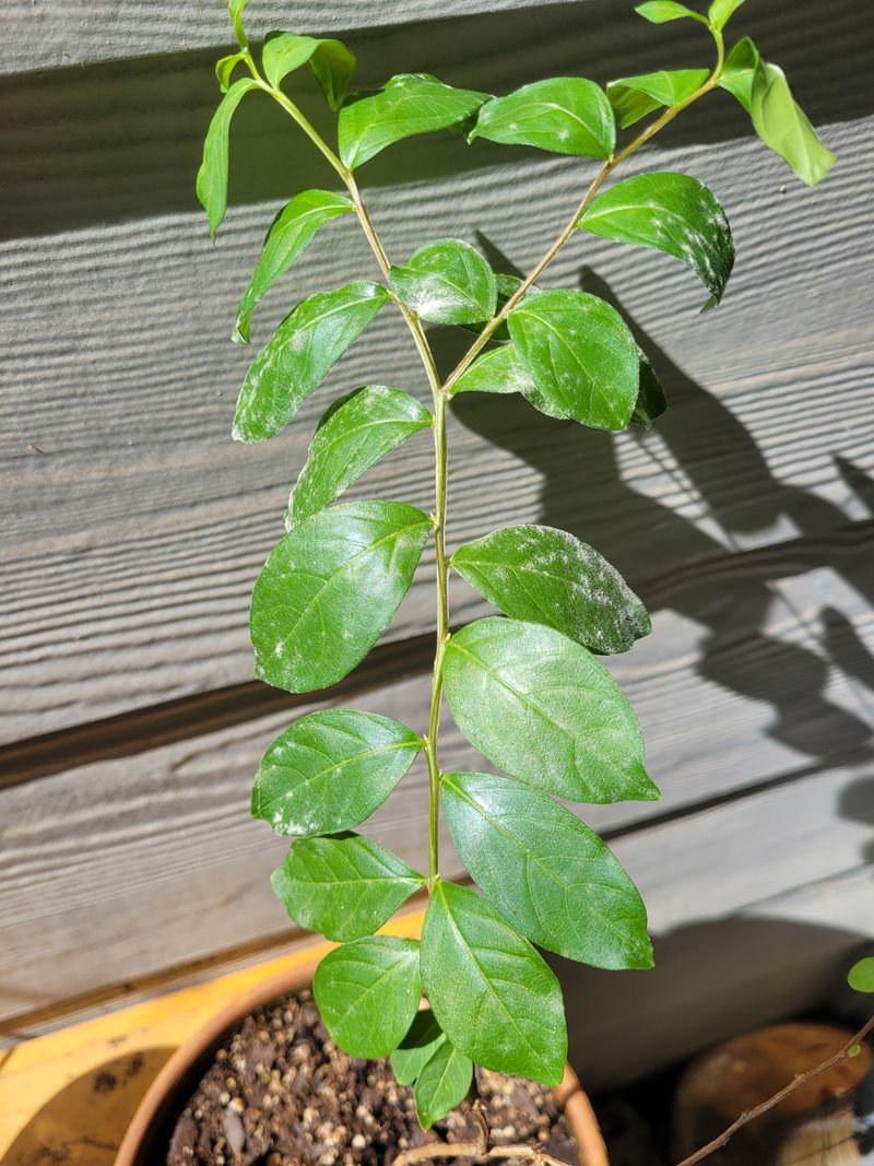 Tender New Growth Is The First Target