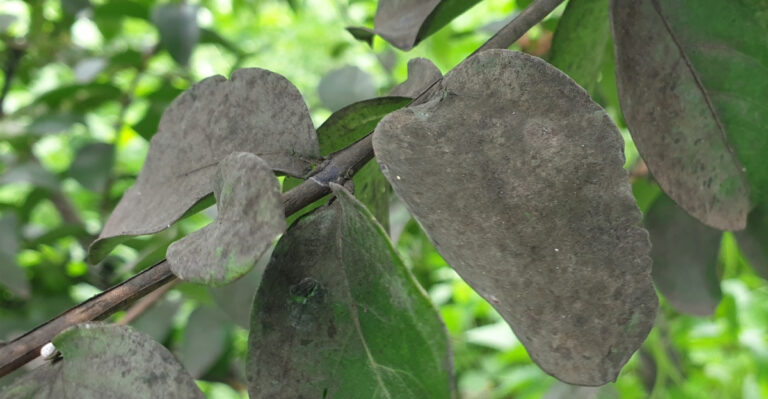 Tennessee Crape Myrtles Can Develop Black Sooty Mold In June And Here Is What’s Causing It