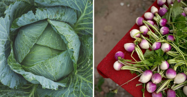 Tennessee Crops You Can Still Plant In July For A Fall Harvest