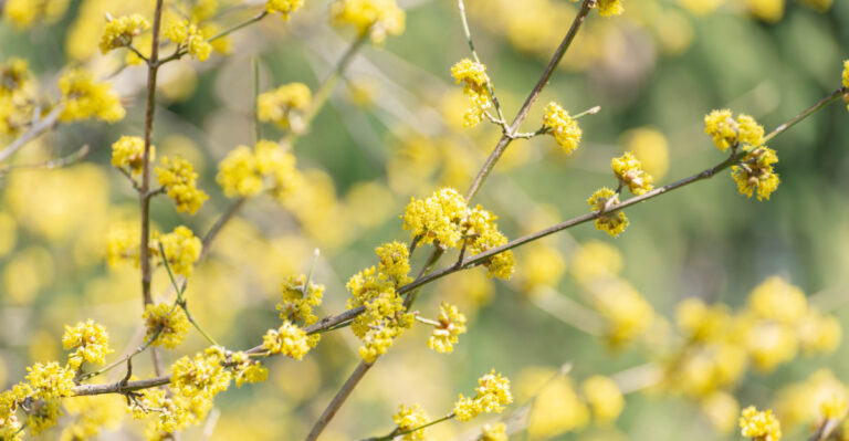 Tennessee Gardeners Are Turning To This Tough Native Shrub Over Forsythia