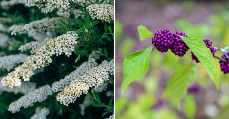 Tennessee Gardeners Keep Propagating These 9 Reliable Plants Year After Year