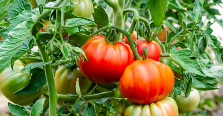 Tennessee Gardeners Make These Common Tomato Mistakes Every Summer