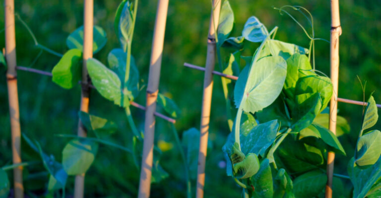 Tennessee Gardeners Should Know These Post-Storm Steps Before The Heat Returns