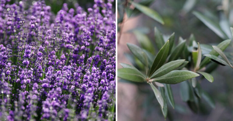 Tennessee Gardeners Use These 7 Shrubs To Make Foundations Less Inviting To Rats