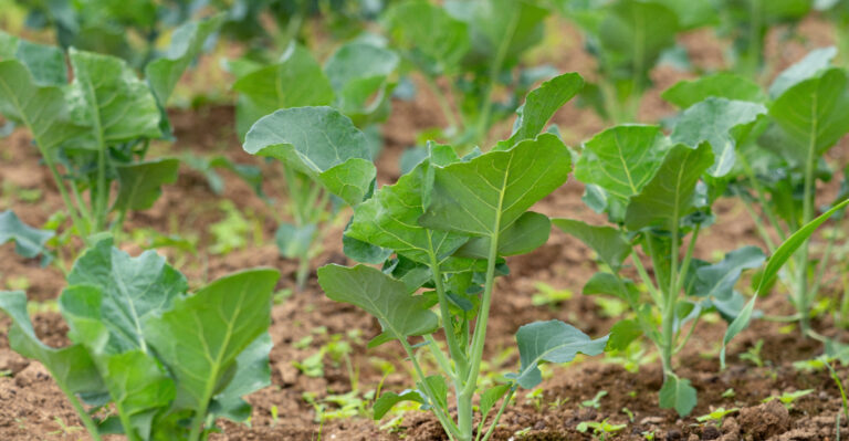 Tennessee Gardeners Who Start Broccoli Indoors Now Will Thank Themselves In Fall