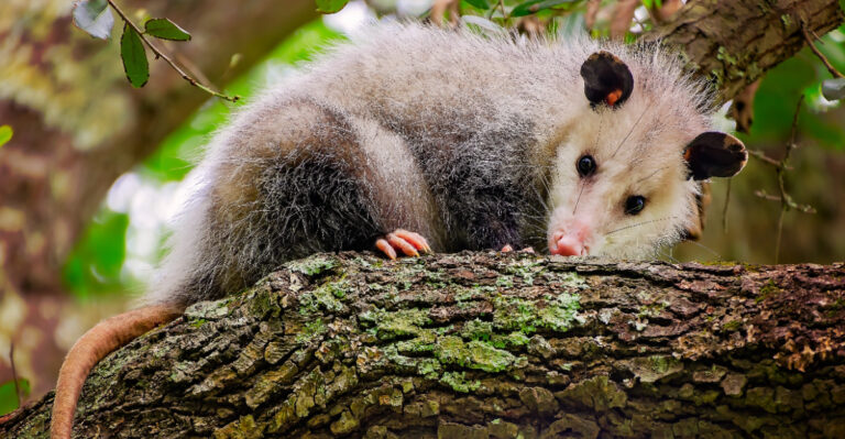 Tennessee Opossums May Be The Best Natural Tick Control In Your Yard