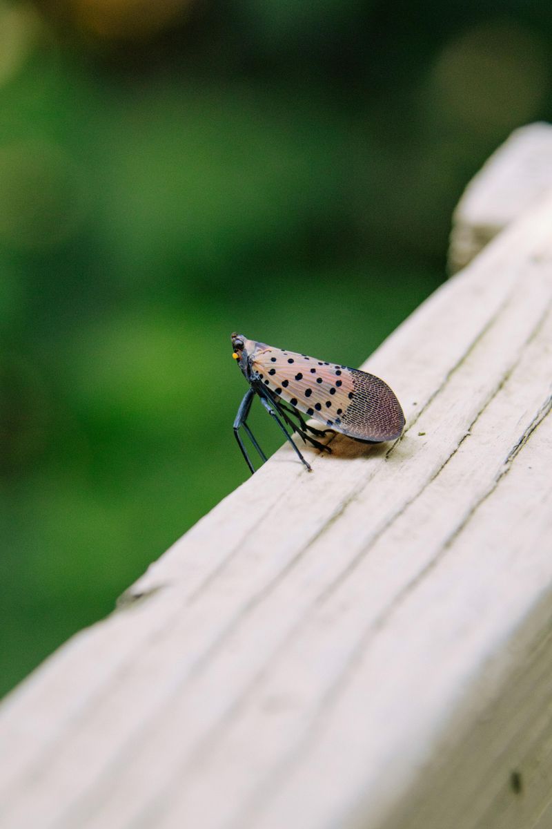 Tennessee's Mild Winters Give Spotted Lanternflies Room To Spread Tennessee's Mild Winters Give Spotted Lanternflies Room To Spread