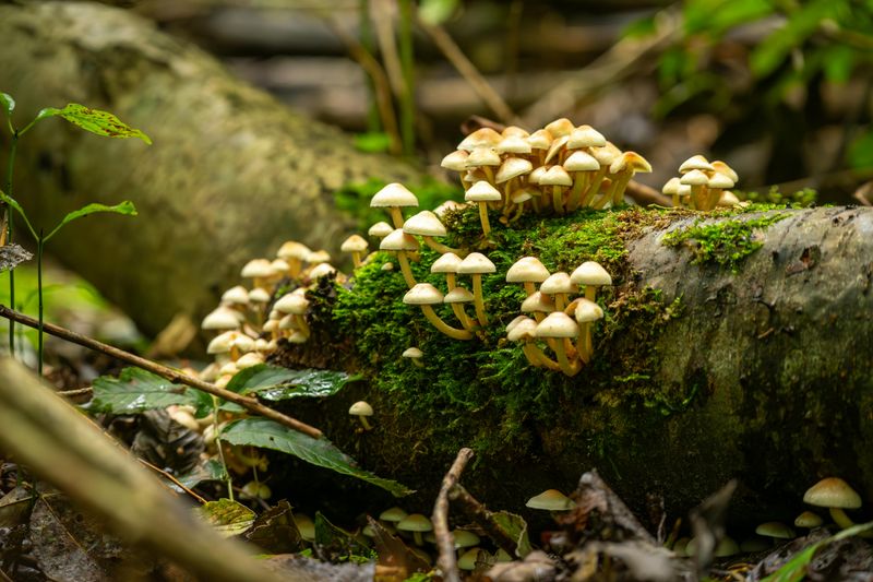 Tennessee's Warm, Humid Climate Creates The Perfect Mushroom Playground