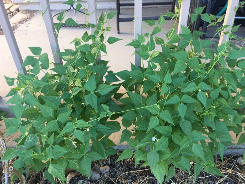 Tepary Beans Bring Desert-Grown Resilience
