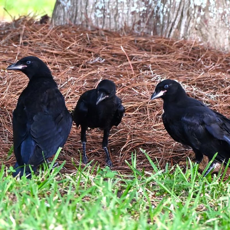Territorial Behavior
