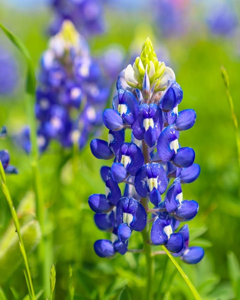 Texas Bluebonnet Texas Bluebonnet