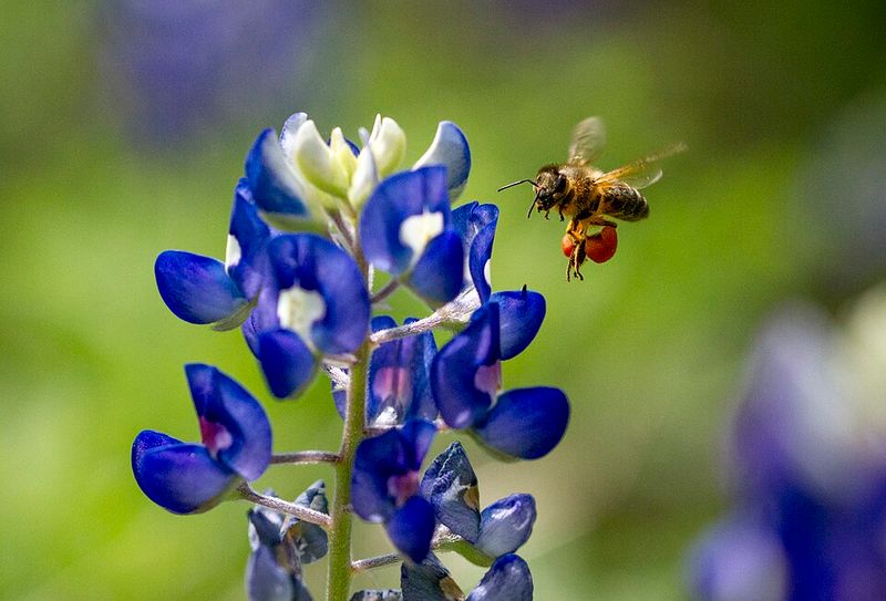 Texas Bluebonnet 