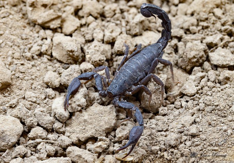 Texas Cave Scorpion (Pseudouroctonus Reddelli) Texas Cave Scorpion (Pseudouroctonus Reddelli)
