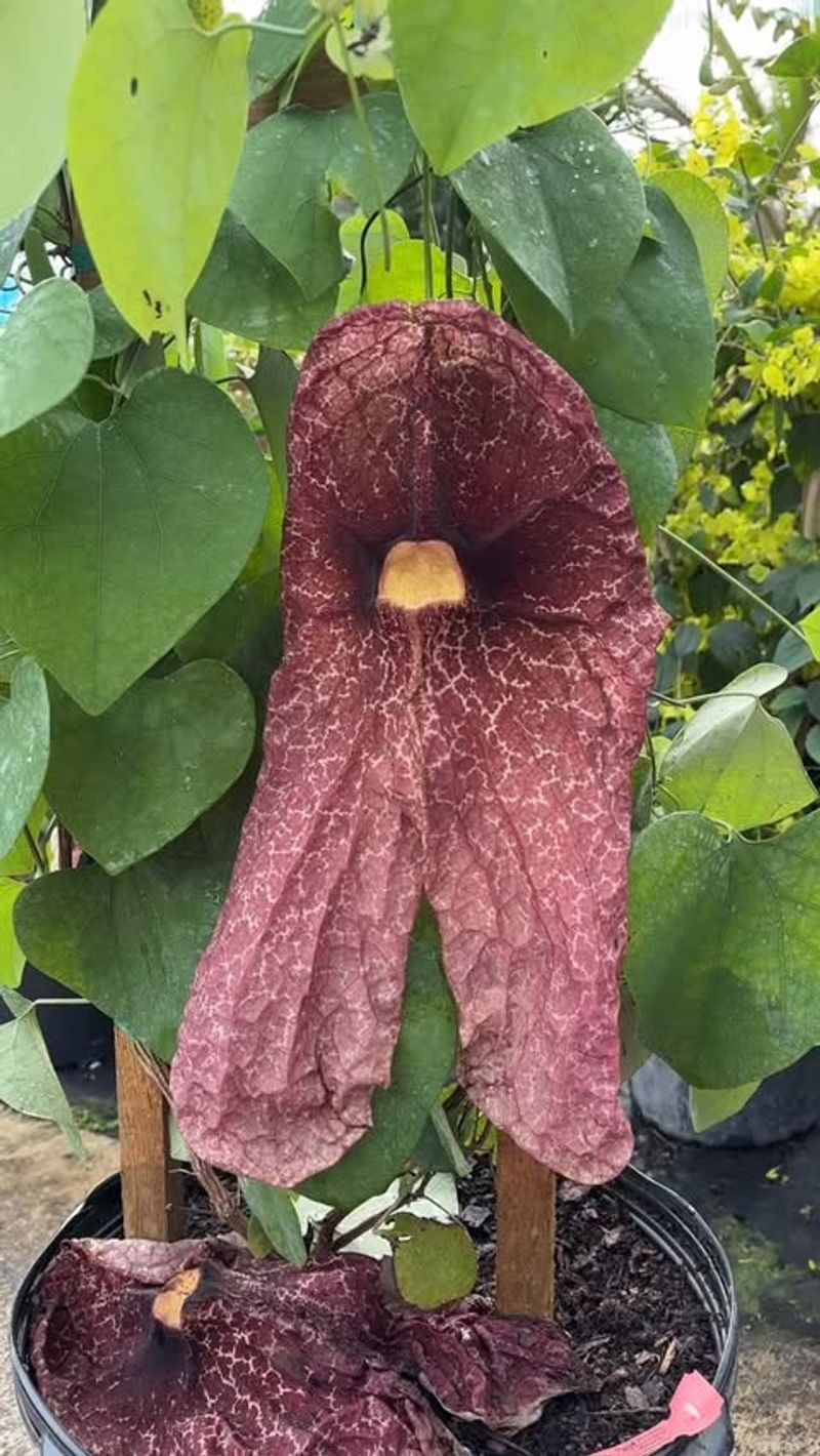 Texas Dutchman's Pipe