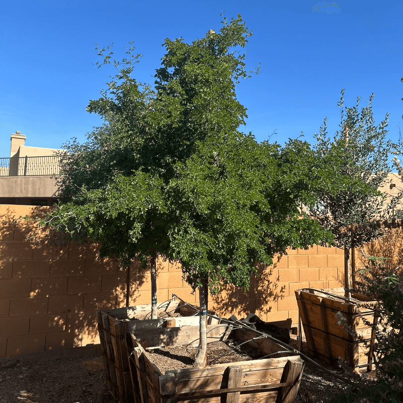 Texas Ebony Adds Dense Evergreen Structure Texas Ebony Adds Dense Evergreen Structure