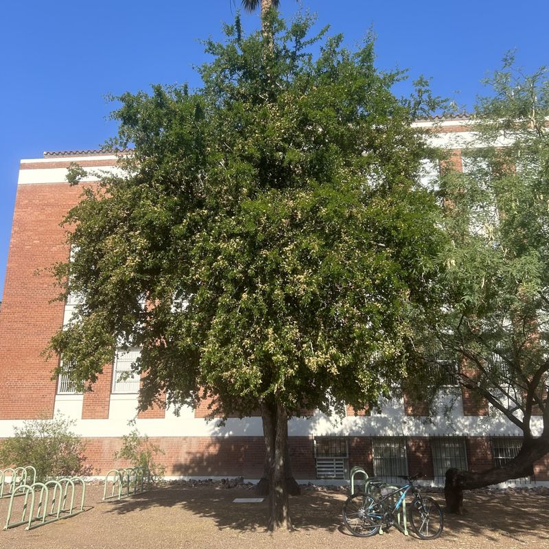 Texas Ebony Creates Dense Evergreen Structure