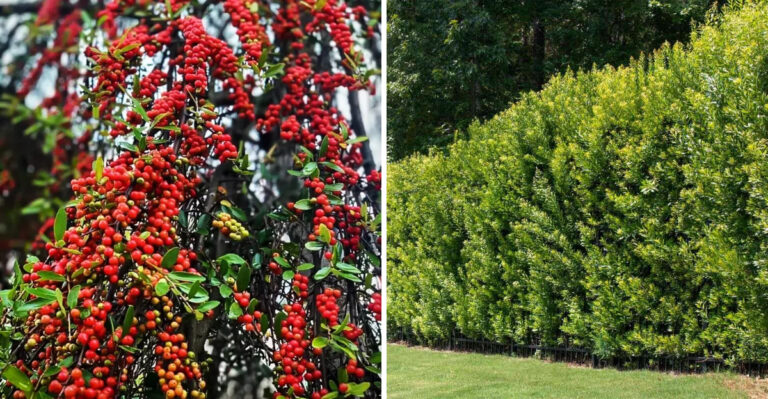 yaupon holly and wax myrtle