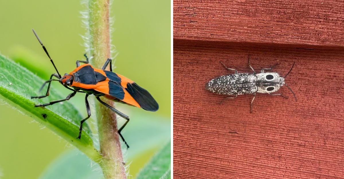 Milkweed Bug and Eyed Click Beetle