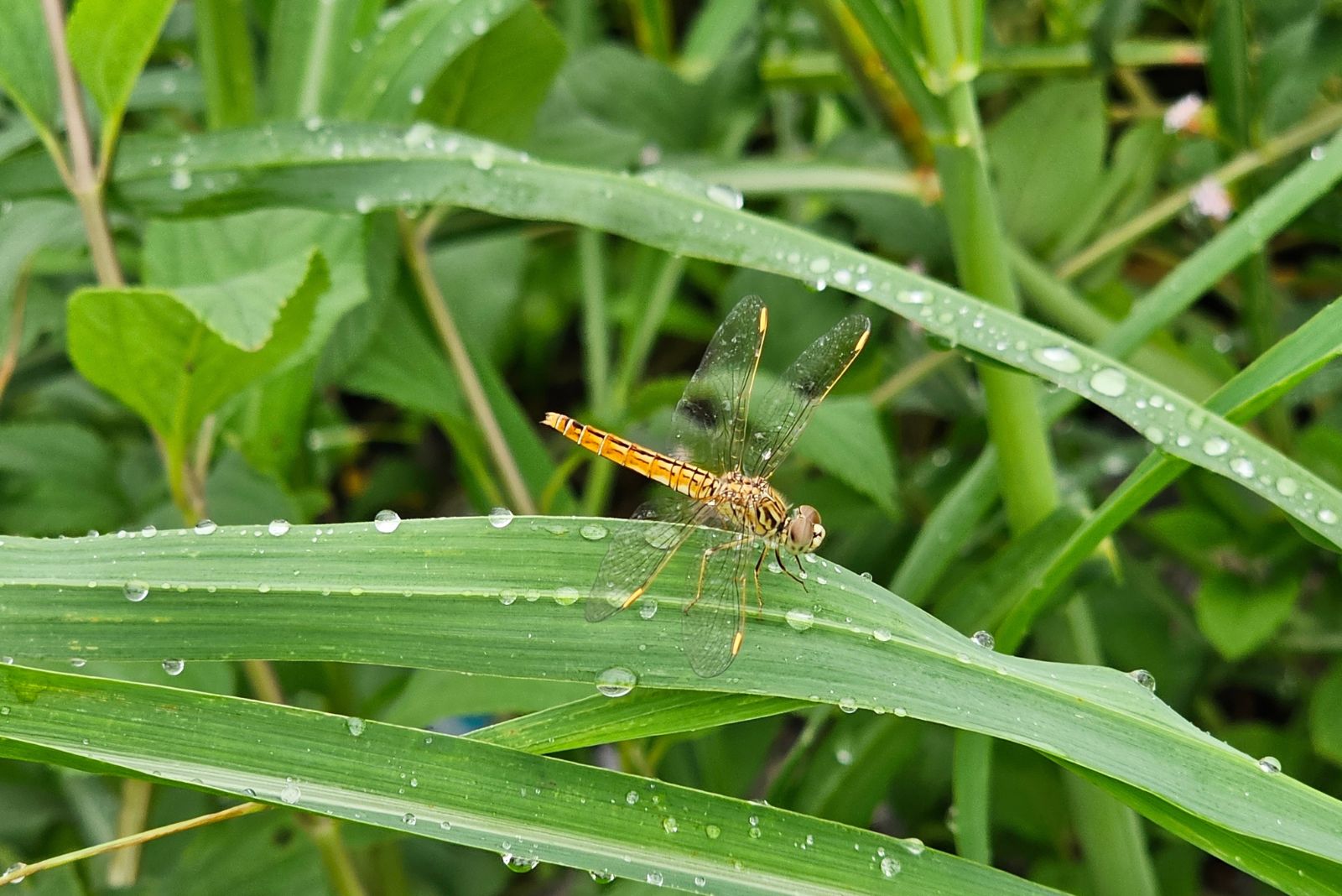 dragonfly